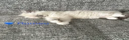 Ragdoll cats for sale: GCCF Registered - 1 Blue Tabby Remaining  - Advert 5