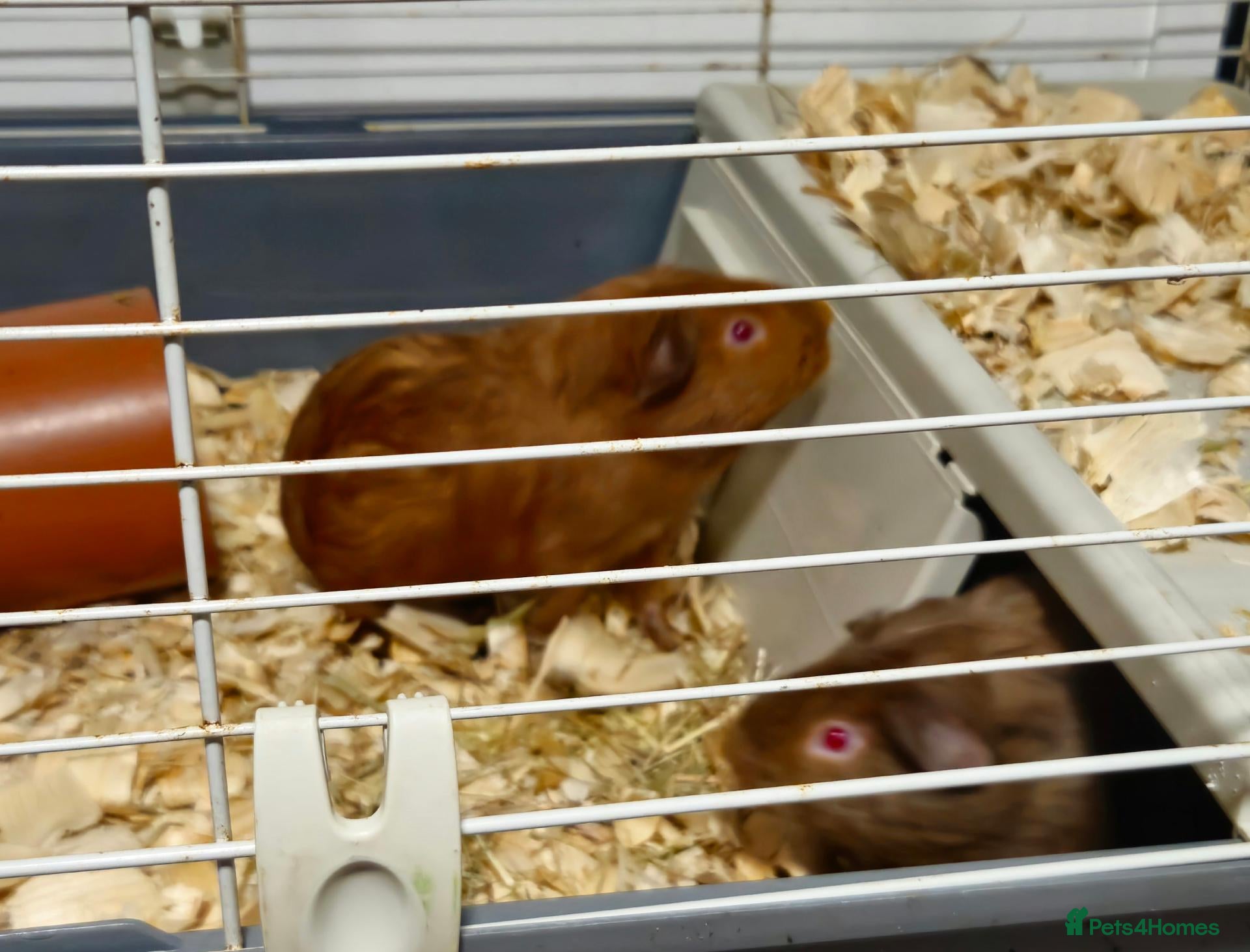 Guinea Pig rodents baby boy guinea pigs READY NOW - Advert 9