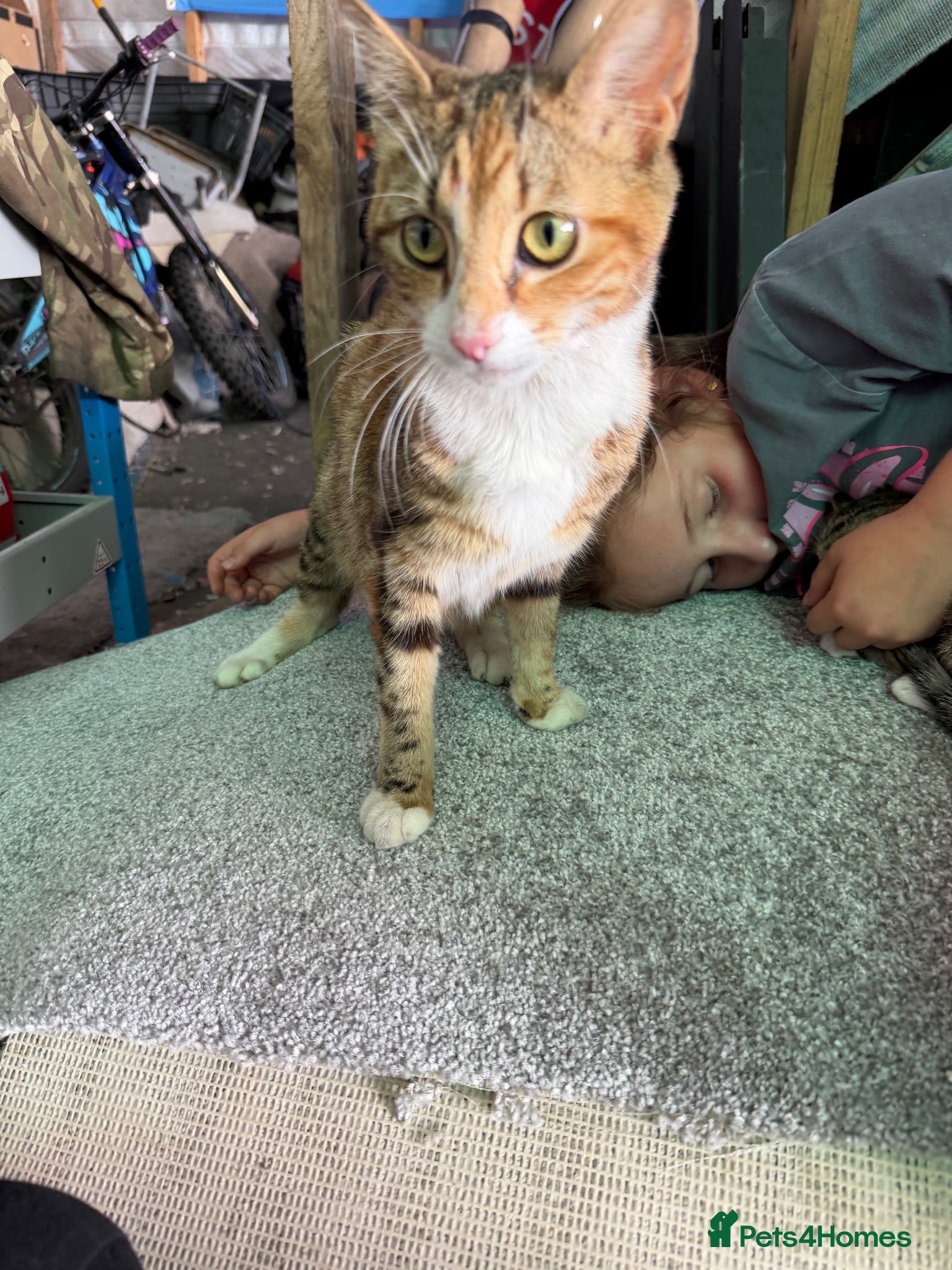 Mixed Breed cats Benghal cross - Advert 3