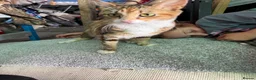 Mixed Breed cats for sale: Benghal cross - Advert 1
