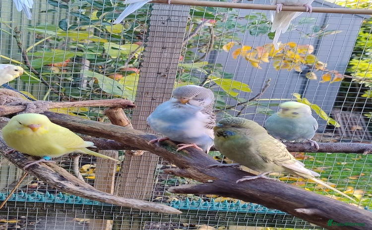 Budgerigars birds Young budgies, easily tamed - Advert 13