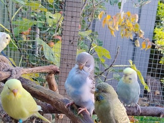 Budgerigars birds Young budgies, easily tamed - Advert 19