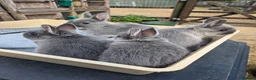 Netherland Dwarf rabbits for sale: Nertherland Smoke Pearl Babies - Advert 5