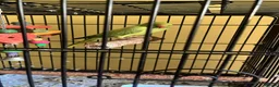 Parrots birds for sale: Indian Ringneck  in Birmingham - Advert 2