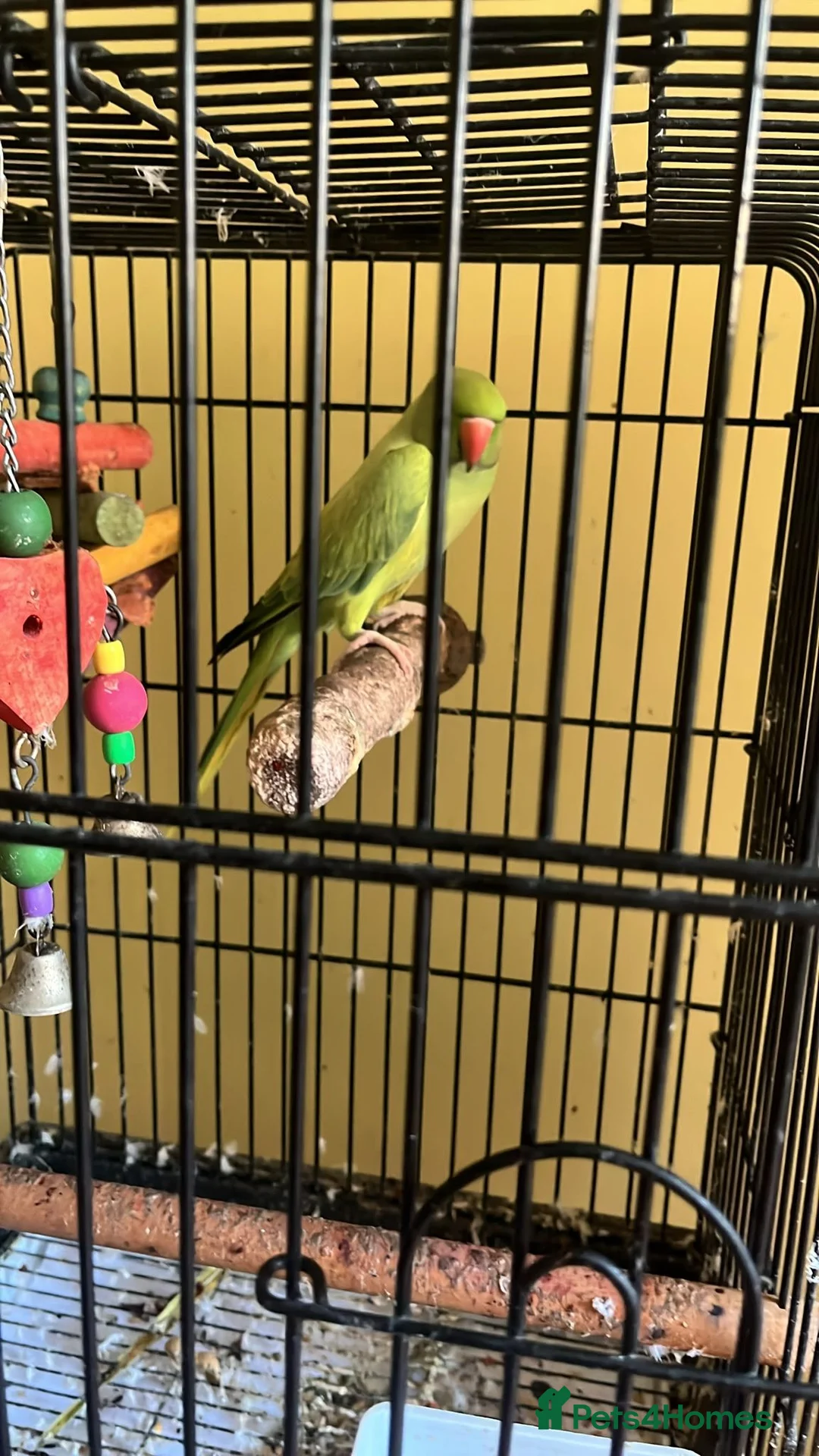 Parrots birds for sale: Indian Ringneck  in Birmingham - Advert 2
