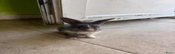 Mixed Breed rabbits for sale: 6 cute bunnies for sale - Advert 6
