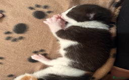Mixed Breed cats for sale: 3 beautiful kittens for sale - Image 5