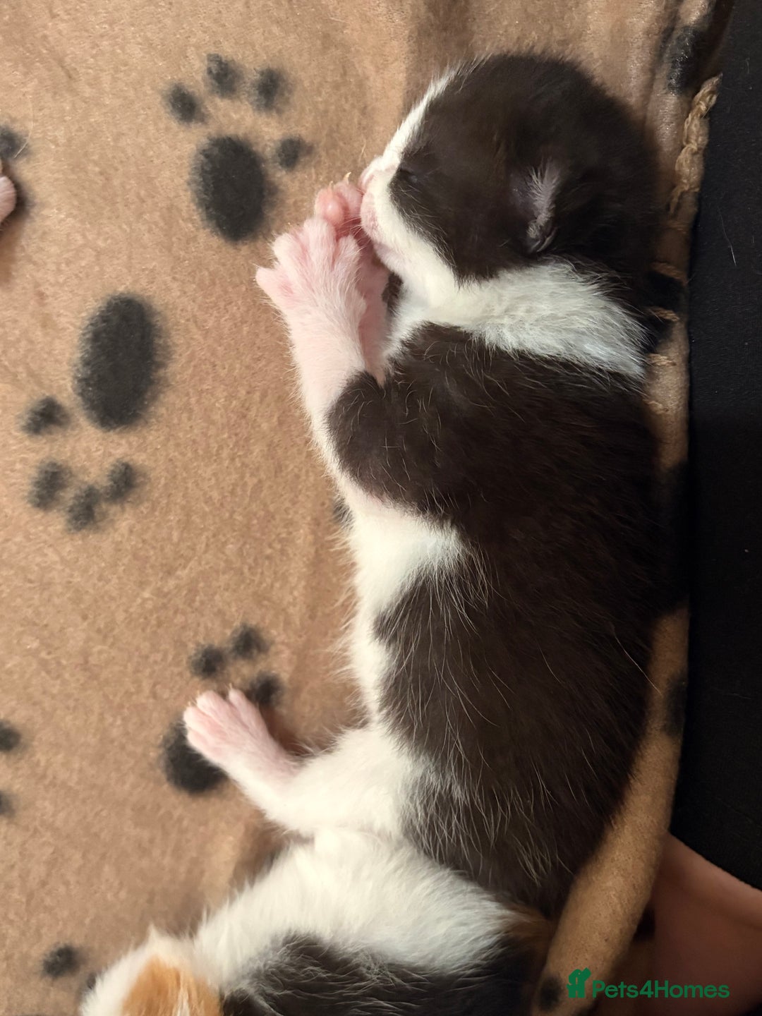 Mixed Breed cats for sale: 3 beautiful kittens for sale - Image 5