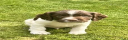 English Springer Spaniel dogs for sale: Stunning KC Registered ESS from working stock - Advert 9