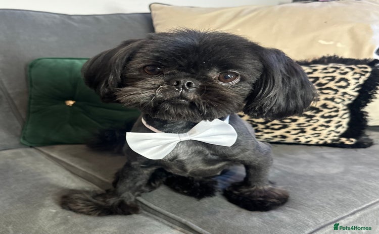 Shih Tzu dogs - Advert 2