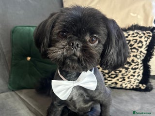 Shih Tzu dogs - Advert 2