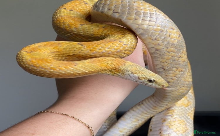 Corn Snake reptiles - Advert 2