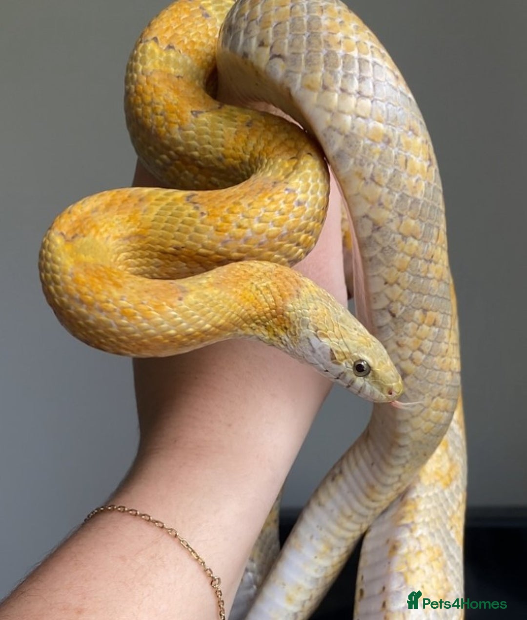 Corn Snake reptiles for sale: Lemon and Extreme Reverse Okeetee Female Corn - Image 1