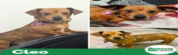 Mixed Breed dogs for adoption: Cleo - Daxi cross Chi  - Advert 1