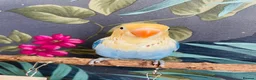 Lovebirds birds for sale: Silly Tame Baby LoveBird - Advert 4