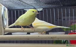 Canaries birds for sale: 2 male canarys - Image 4