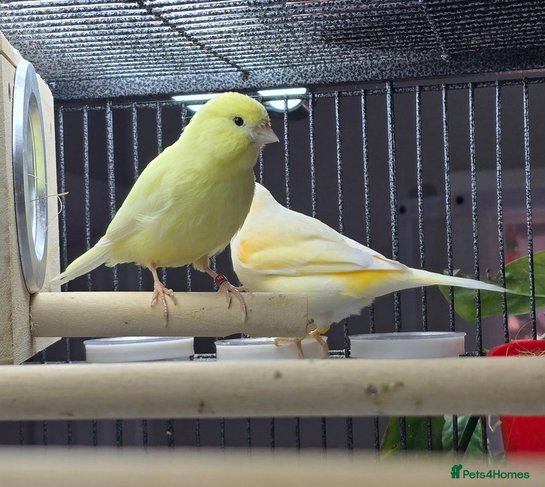 Canaries birds for sale: 2 male canarys - Image 4
