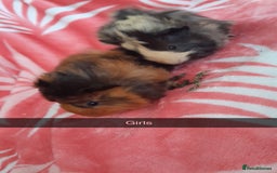 Guinea Pig rodents for sale: Gunipigs babies  - Image 3