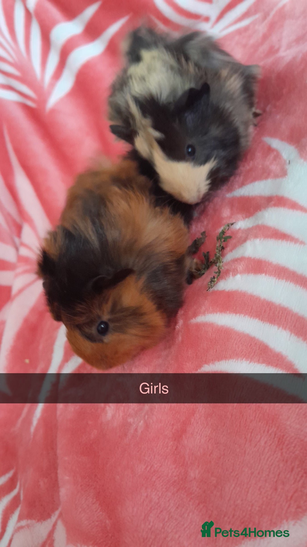 Guinea Pig rodents for sale: Gunipigs babies  - Image 3