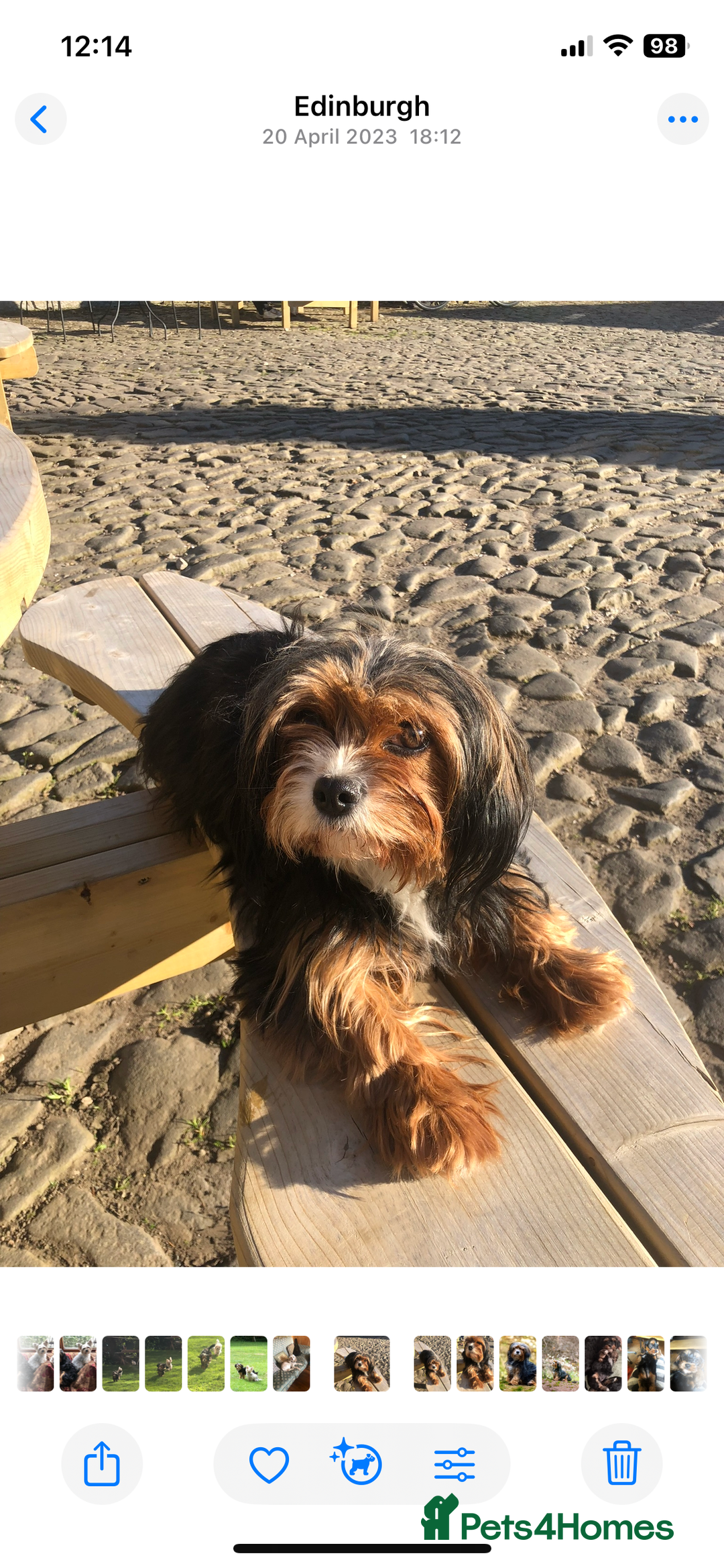 Cavapoo dogs for sale: Cavapoo - Advert 13