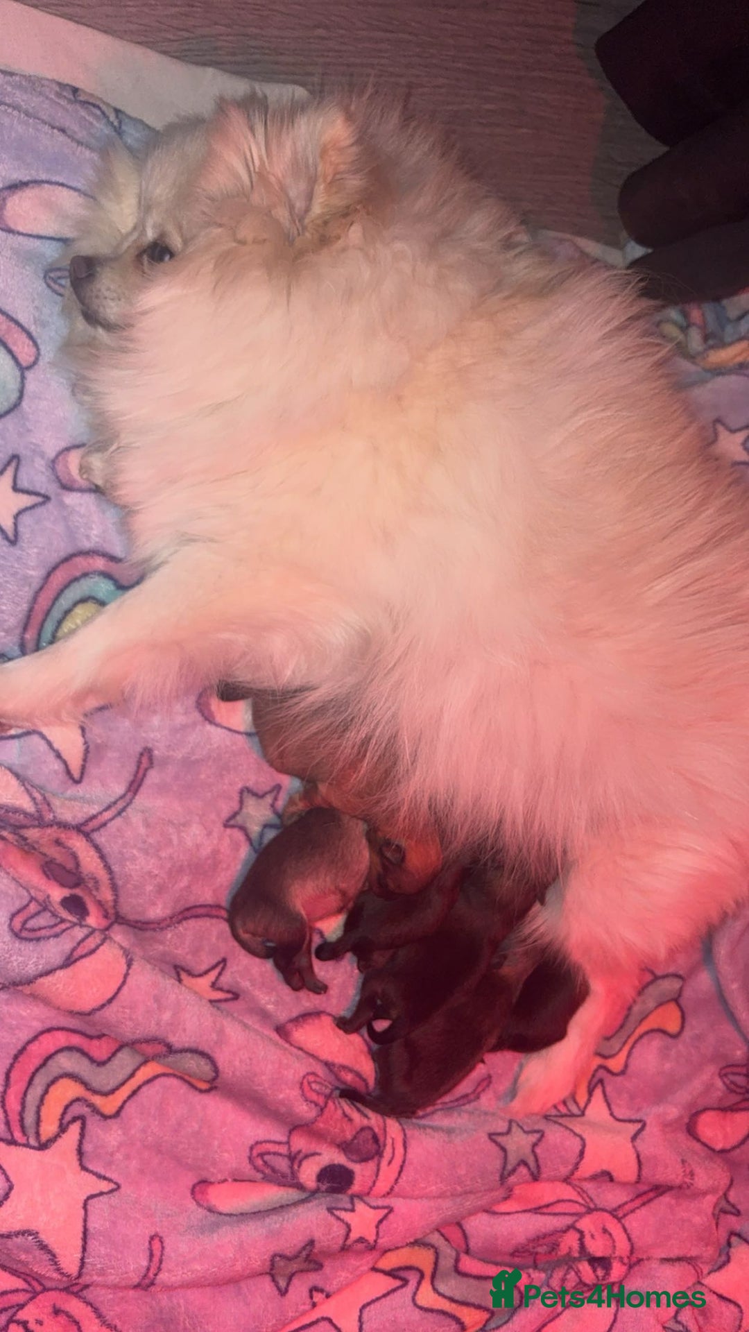 Pomeranian dogs for sale: Beautiful tiny Pomeranian puppies  - Advert 3