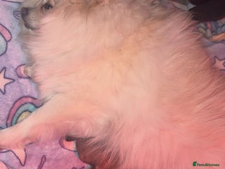 Pomeranian dogs Beautiful tiny Pomeranian puppies - Advert 2