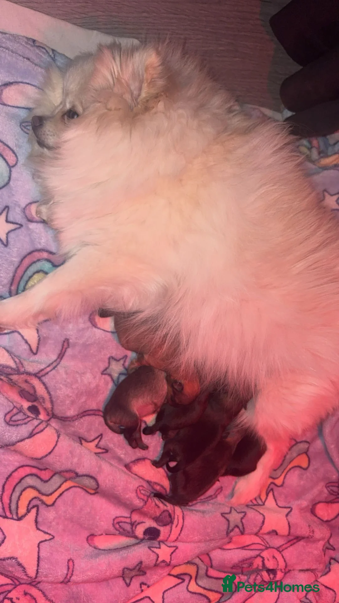 Pomeranian dogs for sale: Beautiful tiny Pomeranian male pup left  - Advert 13