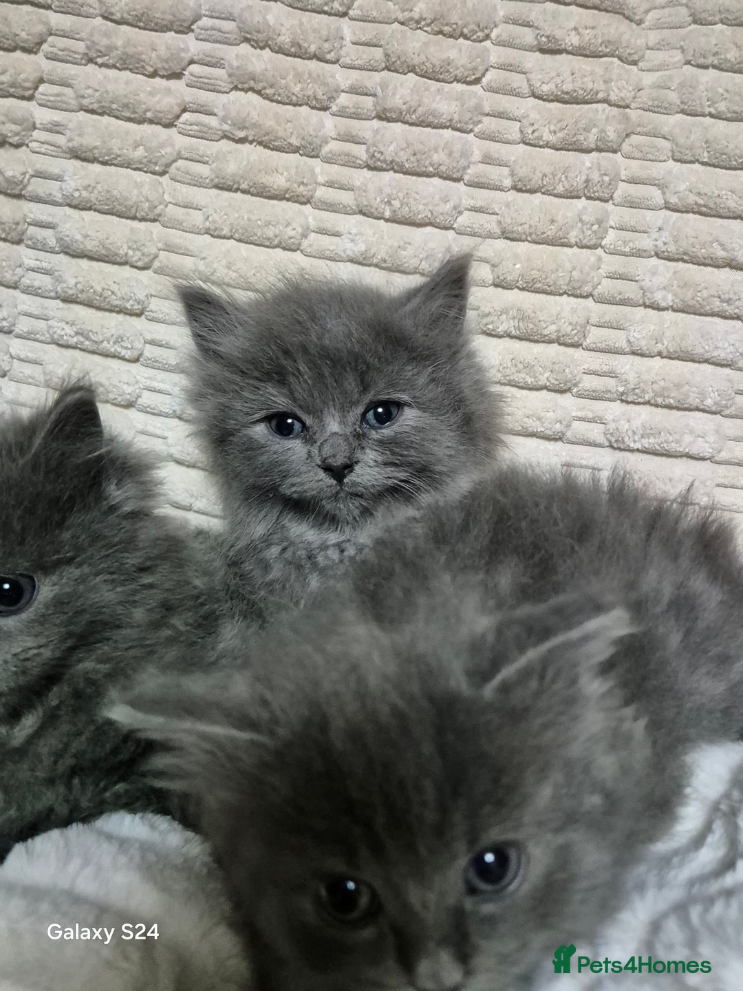 Ragdoll cats for sale: Ragdoll kittens  - Image 10