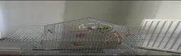 Budgerigars birds for sale: 🦜 3 Bonded Budgies Looking for a Loving Home in Nelson - Advert 4