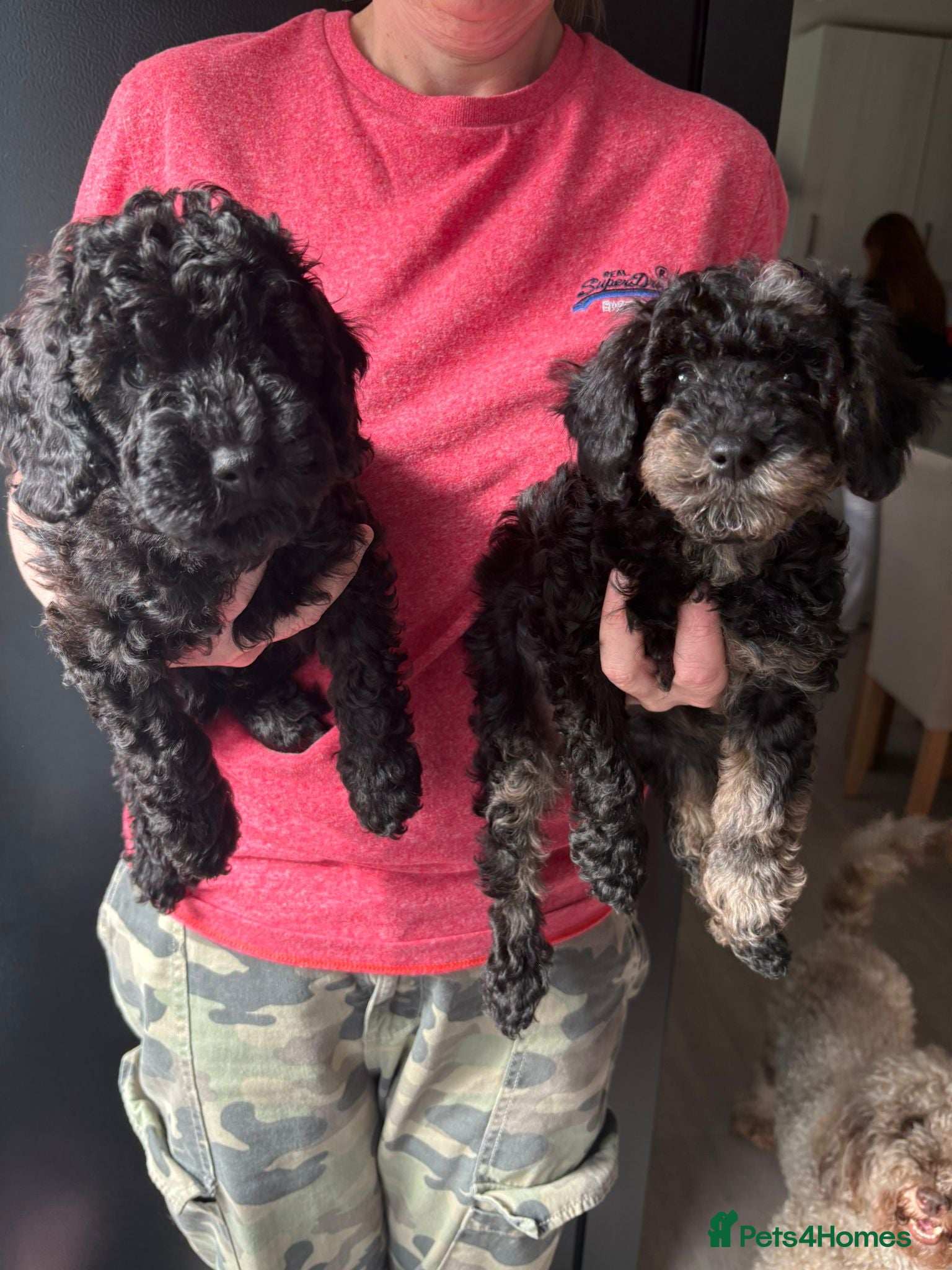 Miniature Poodle dogs Beautiful Merle Miniature Poodles - Advert 1