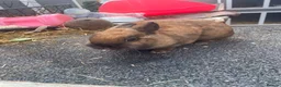 Mixed Breed rabbits for sale: Mix rabbits please read listing  - Advert 17