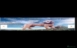 Labradoodle dogs for sale: F1 MINI LABRADOOLES - Image 17