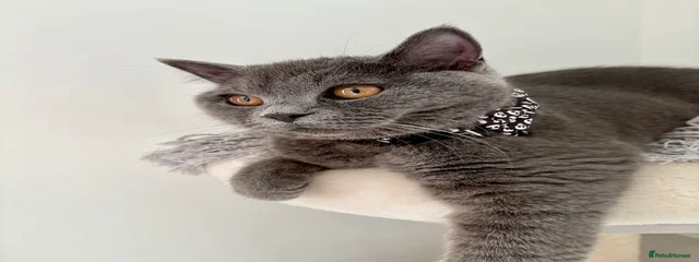 Chi-Chi 