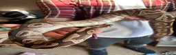 Python Snake reptiles for sale: Female Mojave Royal Python in Sittingbourne - Advert 33