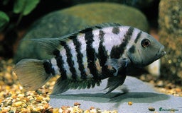 Cichlids fish for sale: Healthy Convict (Zebra) Cichlids for Sale!  - Advert 3