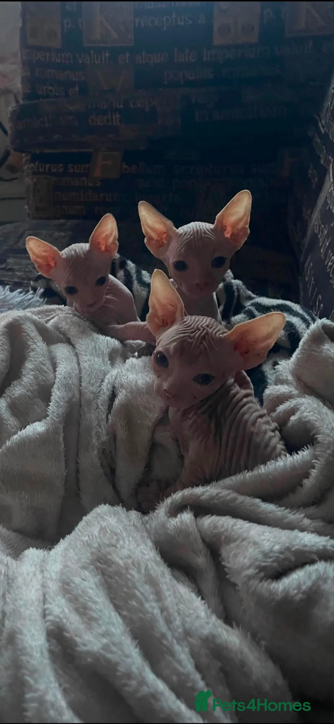 Sphynx cats for sale: 2x Female Sphynx - Advert 2