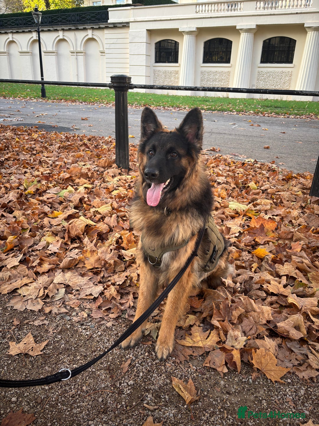 German Shepherd dogs for sale: ASAP Rehoming Male One-Year old German Shepherd - Advert 10