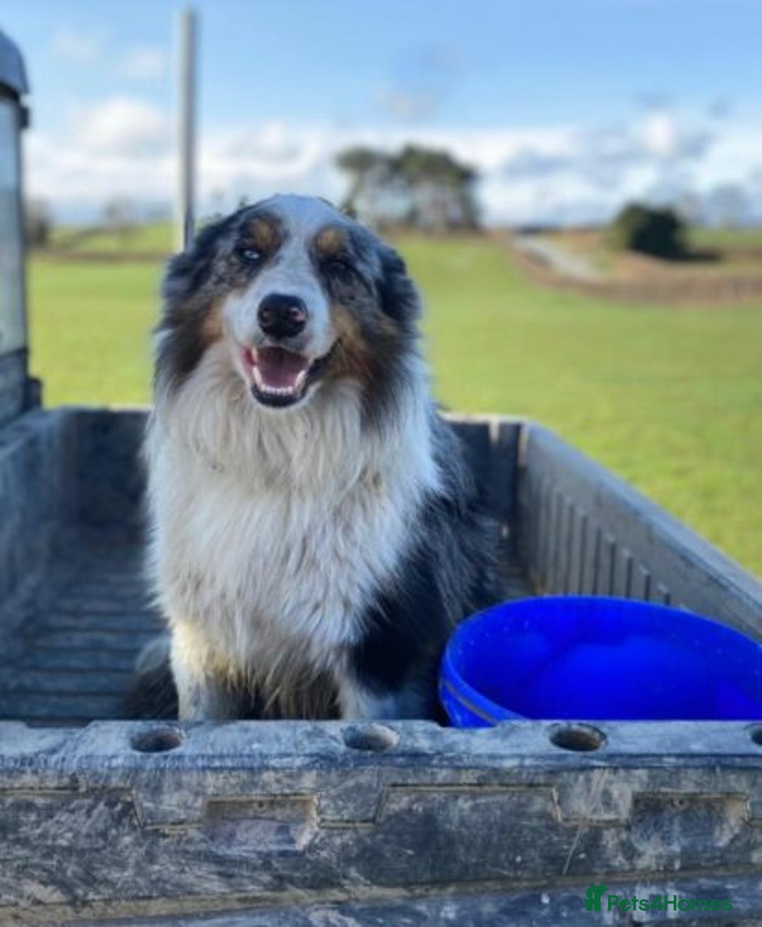 Border Collie dogs for sale: Border Collie Puppies Top Quality! - Image 20