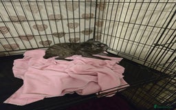 Pug dogs for sale: 2 female pugs for sale - Image 4
