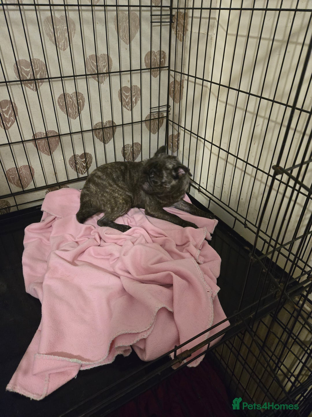 Pug dogs for sale: 2 female pugs for sale - Image 4