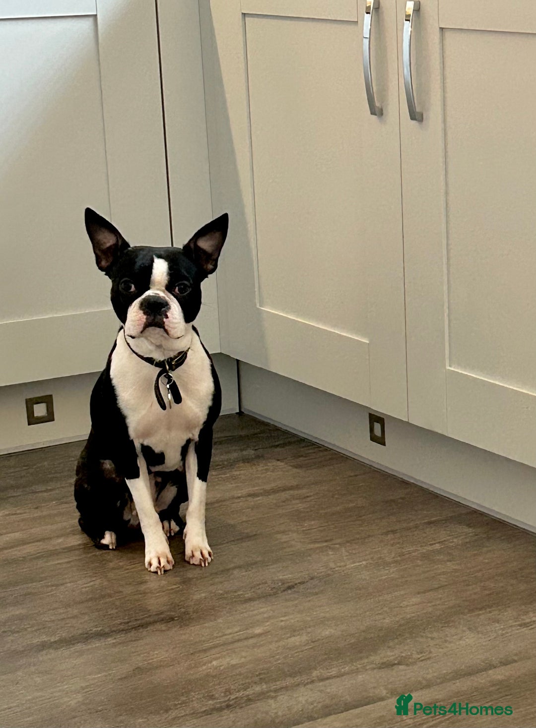 Boston Terrier dogs for sale: Beautiful Chunky KC Boston Terrier Puppies - Image 35