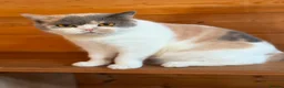 British Shorthair cats for sale: Ex breeding queen looking for a new home - Advert 1