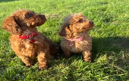 Cockapoo dogs for sale: Stunning Fox Red f1 cockapoo puppies  - Image 10