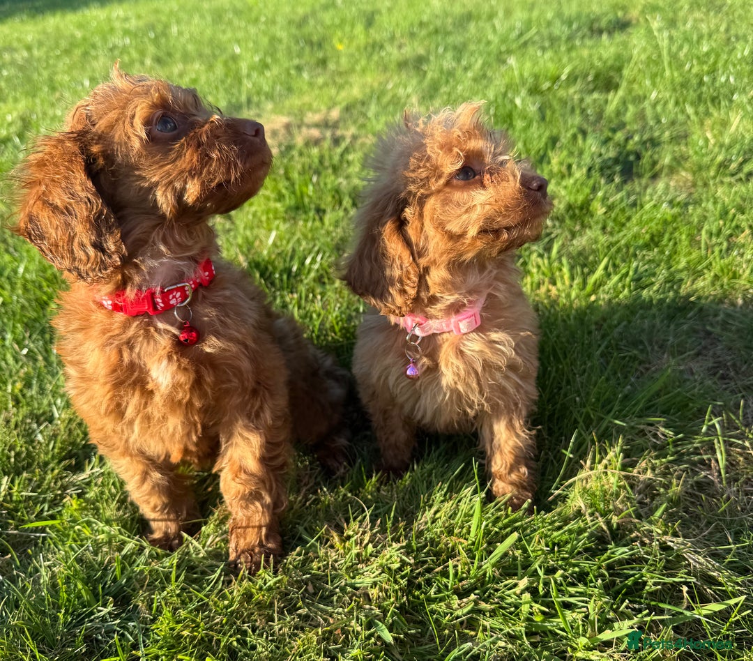 Cockapoo dogs for sale: Stunning Fox Red f1 cockapoo puppies  - Image 10
