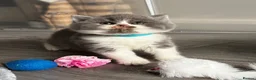 Scottish Fold cats for sale: Beautiful Scottish Kitten, Tica registered - Advert 11
