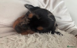 Miniature Dachshund dogs for sale: Silver dapple mini dachshund  - Image 3