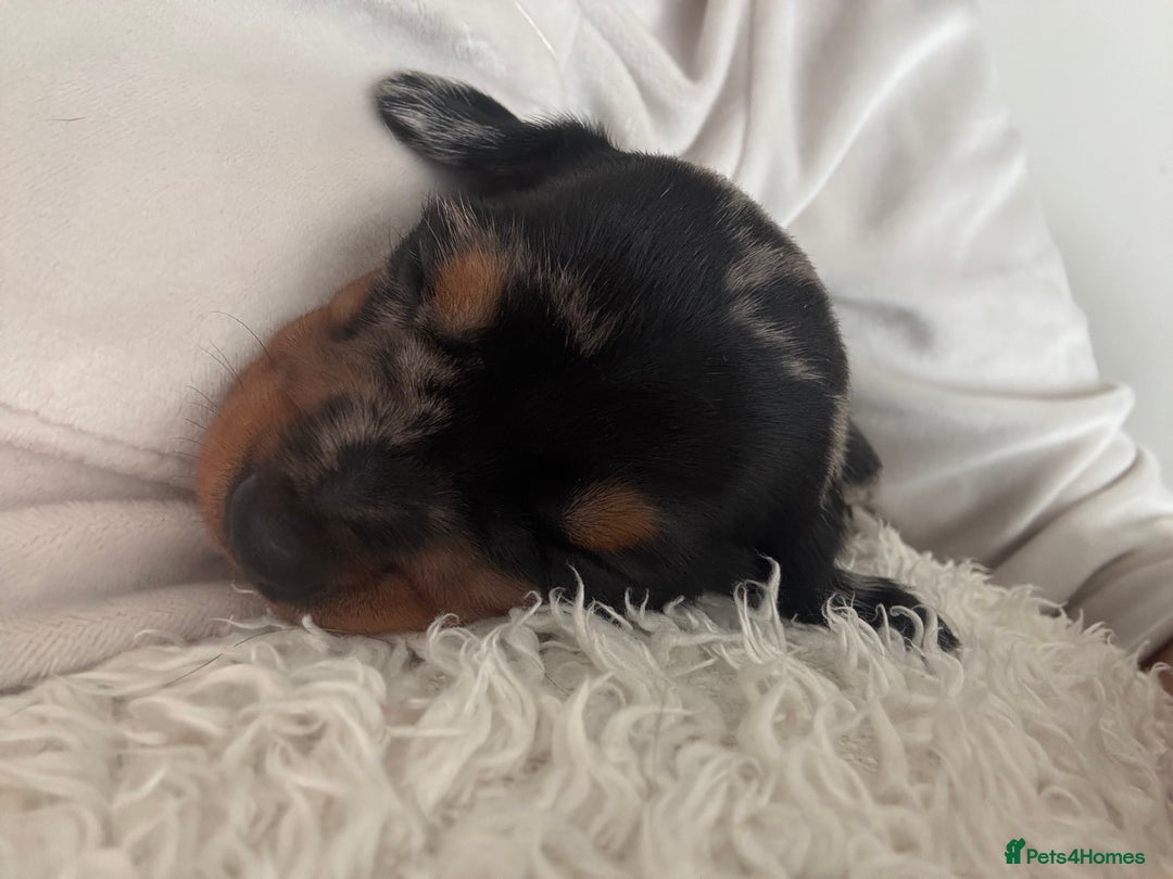 Miniature Dachshund dogs for sale: Silver dapple mini dachshund  - Image 3