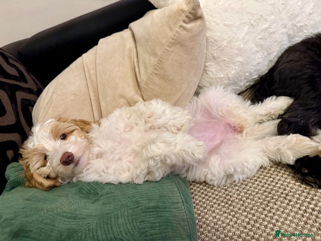 Cockapoo dogs for sale: Re-homing 8month old Luna- Female Cockapoo - Advert 9