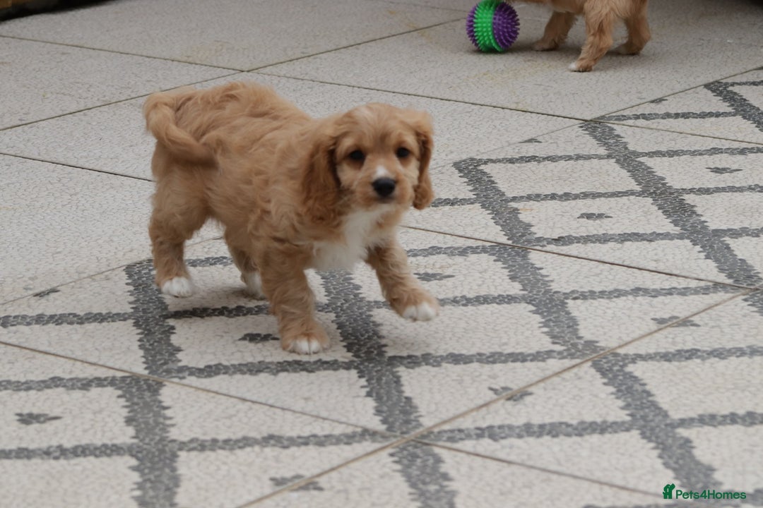 Cavapoo dogs for sale: F1 Cavapoo puppies for sale - Image 18