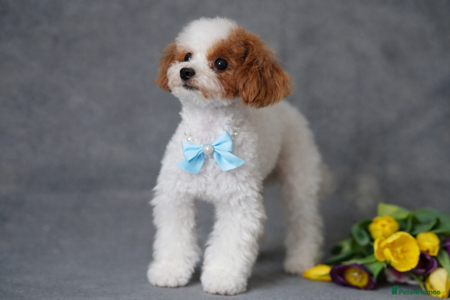 Toy Poodle dogs ASIAN TOY POODLE- TEDDYCUP  - Advert 1
